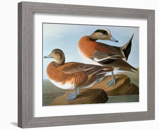 Audubon: Wigeon, 1827-38-John James Audubon-Framed Giclee Print