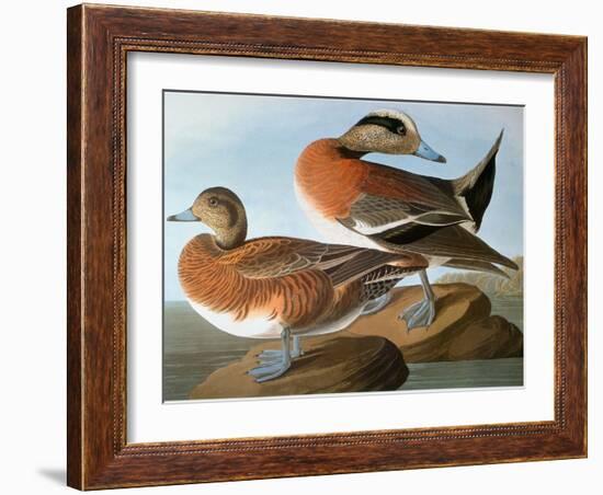 Audubon: Wigeon, 1827-38-John James Audubon-Framed Giclee Print