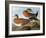 Audubon: Wigeon, 1827-38-John James Audubon-Framed Giclee Print