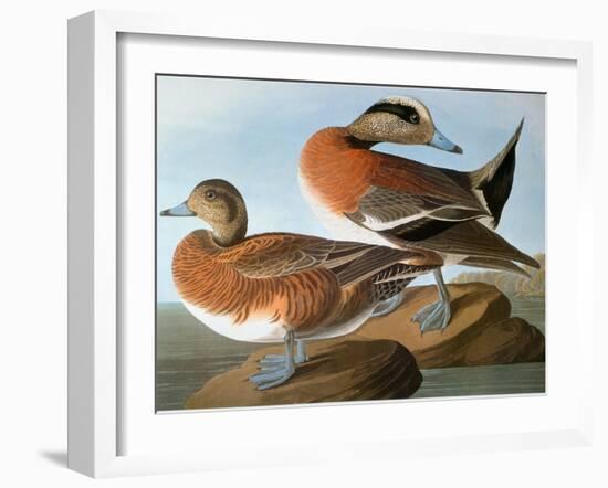 Audubon: Wigeon, 1827-38-John James Audubon-Framed Giclee Print