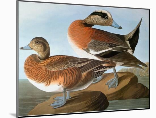 Audubon: Wigeon, 1827-38-John James Audubon-Mounted Giclee Print