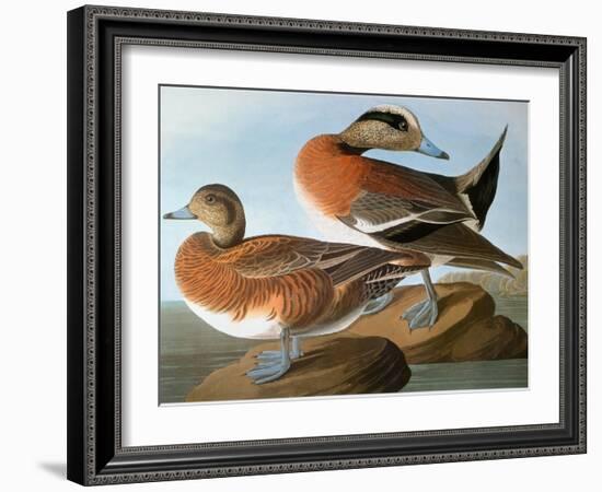 Audubon: Wigeon, 1827-38-John James Audubon-Framed Giclee Print