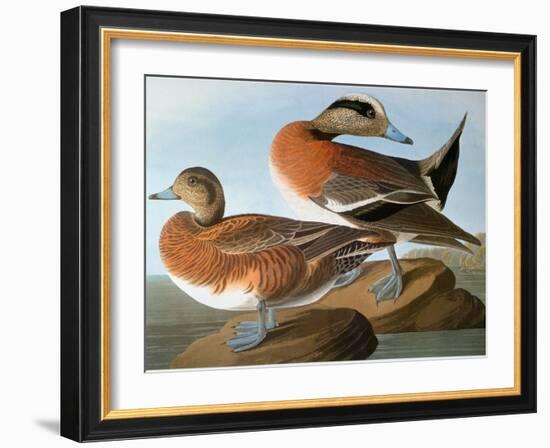 Audubon: Wigeon, 1827-38-John James Audubon-Framed Giclee Print