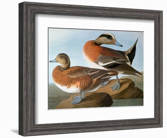 Audubon: Wigeon, 1827-38-John James Audubon-Framed Giclee Print