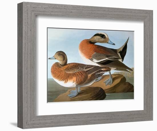 Audubon: Wigeon, 1827-38-John James Audubon-Framed Giclee Print