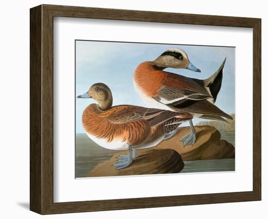 Audubon: Wigeon, 1827-38-John James Audubon-Framed Giclee Print