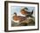 Audubon: Wigeon, 1827-38-John James Audubon-Framed Giclee Print