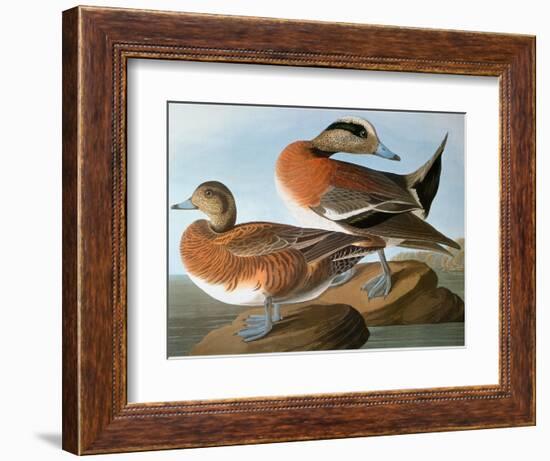 Audubon: Wigeon, 1827-38-John James Audubon-Framed Giclee Print