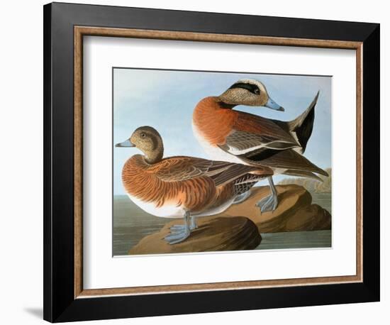 Audubon: Wigeon, 1827-38-John James Audubon-Framed Giclee Print