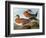 Audubon: Wigeon, 1827-38-John James Audubon-Framed Giclee Print