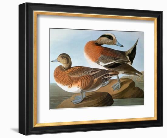 Audubon: Wigeon, 1827-38-John James Audubon-Framed Giclee Print