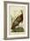 Audubon Wild Turkey-John James Audubon-Framed Art Print