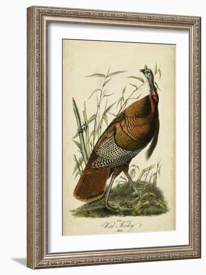 Audubon Wild Turkey-John James Audubon-Framed Art Print