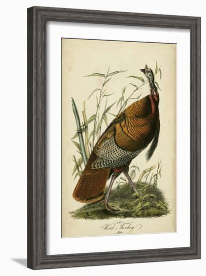 Audubon Wild Turkey-John James Audubon-Framed Art Print