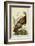 Audubon Wild Turkey-John James Audubon-Framed Art Print