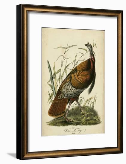 Audubon Wild Turkey-John James Audubon-Framed Art Print