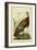 Audubon Wild Turkey-John James Audubon-Framed Art Print