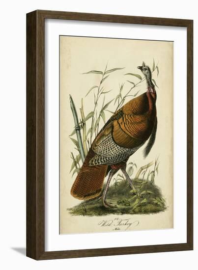 Audubon Wild Turkey-John James Audubon-Framed Art Print