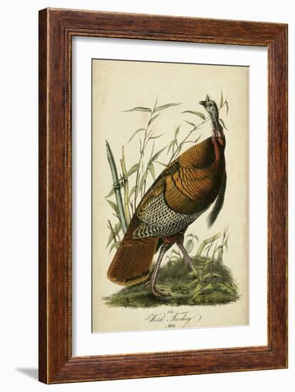 Audubon Wild Turkey-John James Audubon-Framed Art Print