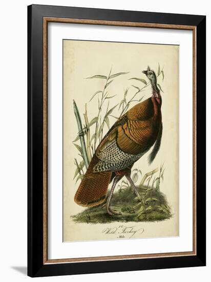 Audubon Wild Turkey-John James Audubon-Framed Art Print