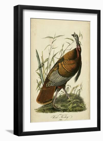 Audubon Wild Turkey-John James Audubon-Framed Art Print