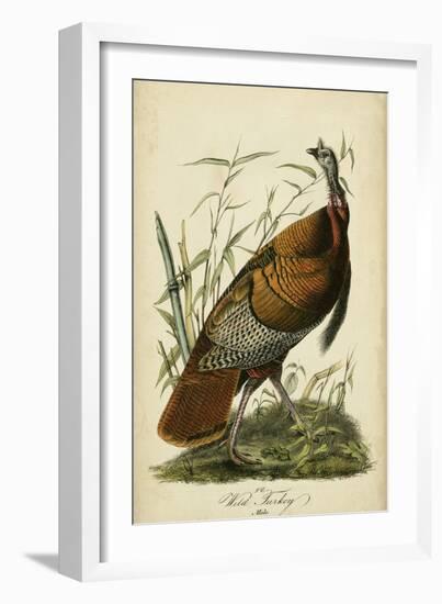 Audubon Wild Turkey-John James Audubon-Framed Art Print