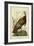 Audubon Wild Turkey-John James Audubon-Framed Art Print