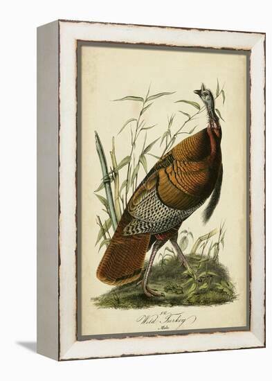 Audubon Wild Turkey-John James Audubon-Framed Stretched Canvas