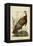 Audubon Wild Turkey-John James Audubon-Framed Stretched Canvas