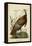 Audubon Wild Turkey-John James Audubon-Framed Stretched Canvas