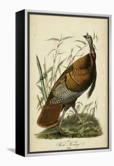 Audubon Wild Turkey-John James Audubon-Framed Stretched Canvas