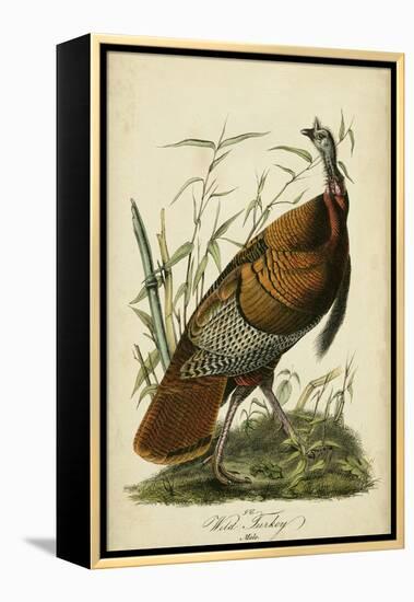 Audubon Wild Turkey-John James Audubon-Framed Stretched Canvas