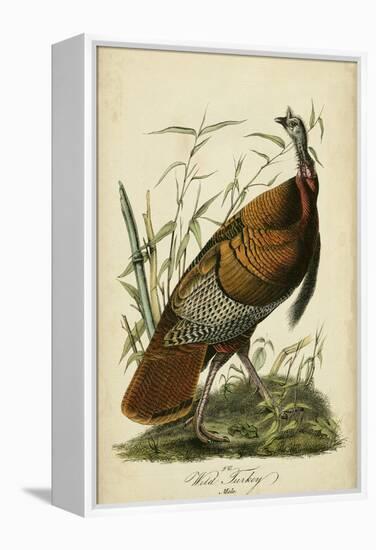 Audubon Wild Turkey-John James Audubon-Framed Stretched Canvas