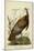 Audubon Wild Turkey-John James Audubon-Mounted Art Print