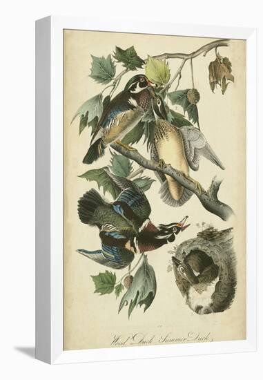 Audubon Wood Duck-John James Audubon-Framed Stretched Canvas