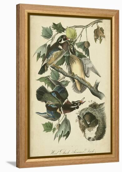 Audubon Wood Duck-John James Audubon-Framed Stretched Canvas