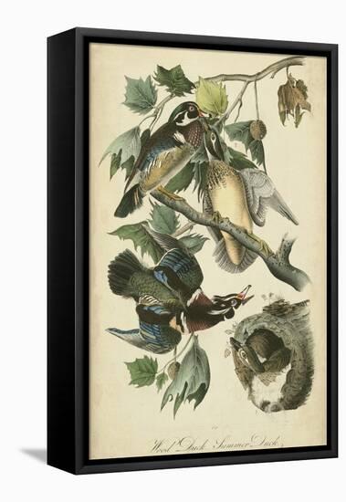 Audubon Wood Duck-John James Audubon-Framed Stretched Canvas