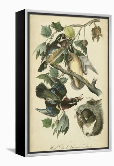 Audubon Wood Duck-John James Audubon-Framed Stretched Canvas