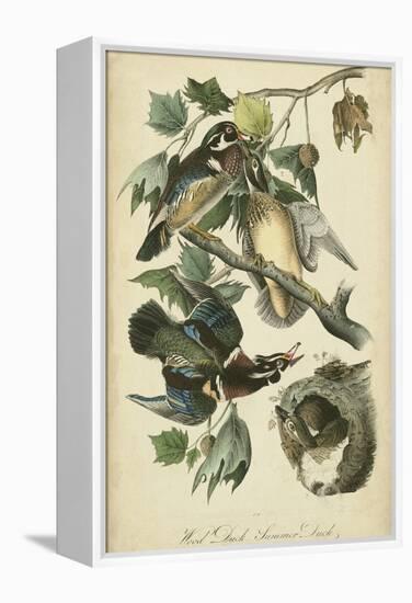 Audubon Wood Duck-John James Audubon-Framed Stretched Canvas