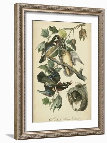 Audubon Wood Duck-John James Audubon-Framed Art Print