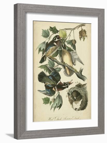 Audubon Wood Duck-John James Audubon-Framed Art Print