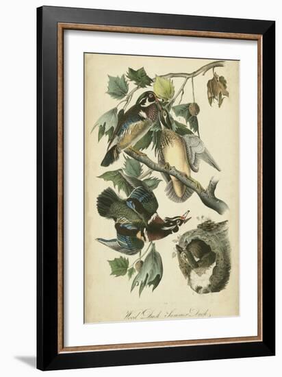 Audubon Wood Duck-John James Audubon-Framed Art Print