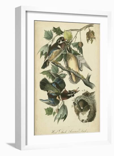 Audubon Wood Duck-John James Audubon-Framed Art Print