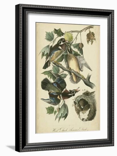 Audubon Wood Duck-John James Audubon-Framed Art Print