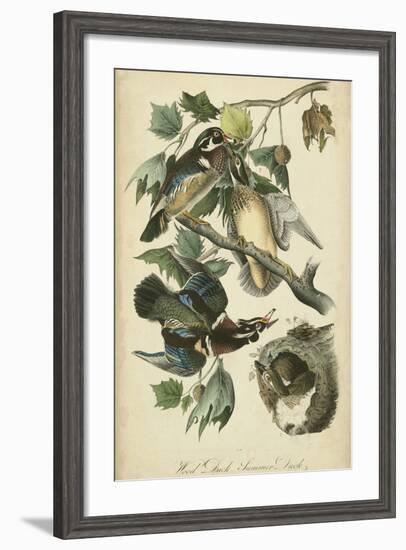 Audubon Wood Duck-John James Audubon-Framed Art Print