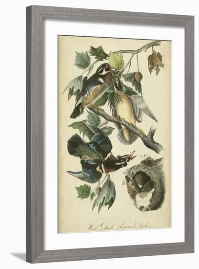 Audubon Wood Duck-John James Audubon-Framed Art Print