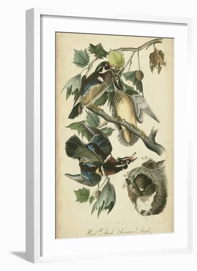 Audubon Wood Duck-John James Audubon-Framed Art Print