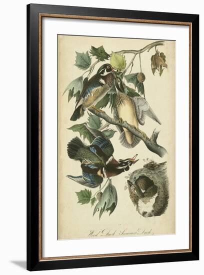 Audubon Wood Duck-John James Audubon-Framed Art Print