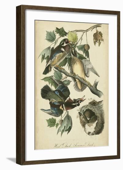 Audubon Wood Duck-John James Audubon-Framed Art Print