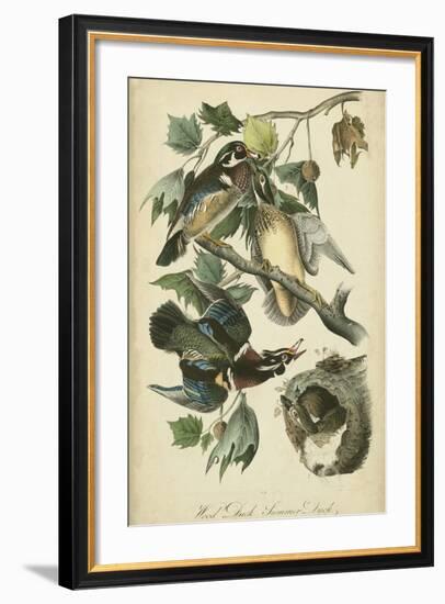 Audubon Wood Duck-John James Audubon-Framed Art Print